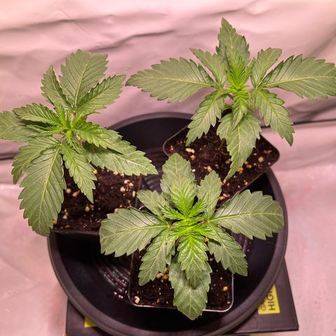 Critical+ growlog photo: 13th day Growthphase