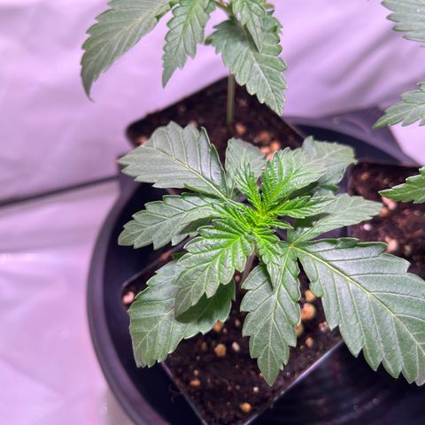 Critical+ growlog photo: 13th day Growthphase