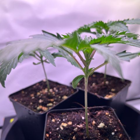 Critical+ growlog photo: 13th day Growthphase