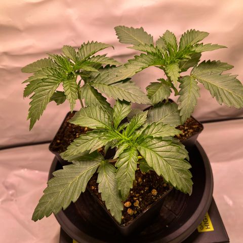 Critical+ growlog photo: 15th day Growthphase