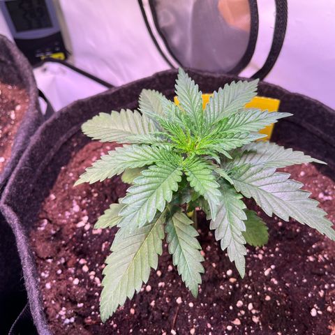 Critical+ growlog photo: 17th day Growthphase