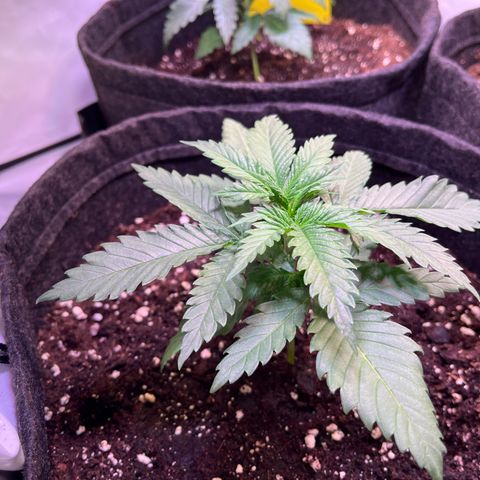 Critical+ growlog photo: 17th day Growthphase