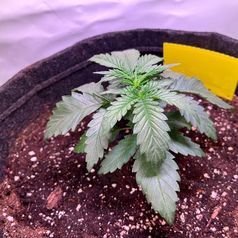 Critical+ growlog photo: 17th day Growthphase