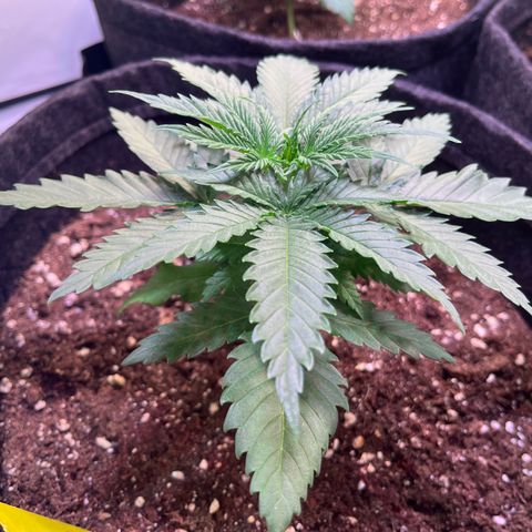 Critical+ growlog photo: 19th day Growthphase