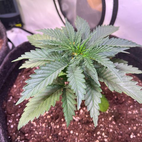 Critical+ growlog photo: 19th day Growthphase