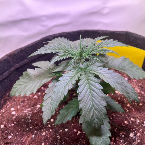 Critical+ growlog photo: 19th day Growthphase