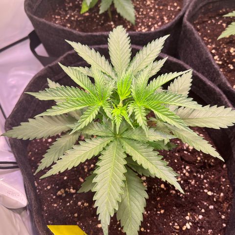 Critical+ growlog photo: 21th day Growthphase 