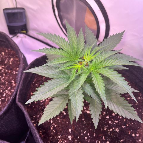 Critical+ growlog photo: 21th day Growthphase 