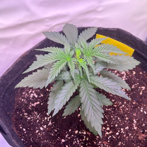 Critical+ growlog photo: 21th day Growthphase