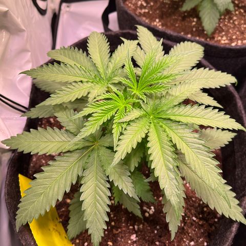 Critical+ growlog photo: 22th day Growthphase / 1 day after FIM