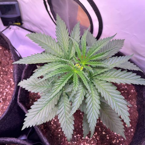 Critical+ growlog photo: 22th day Growthphase / 1 day after FIM