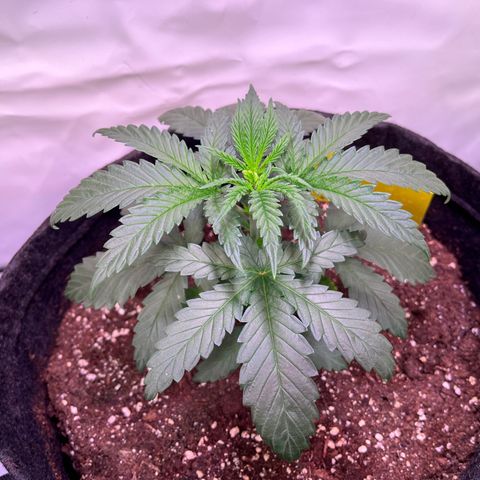 Critical+ growlog photo: 22th day Growthphase / 1 day after FIM