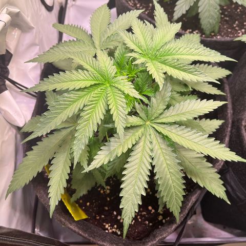 Critical+ growlog photo: 24 day Growthphase / 3 days after FIM