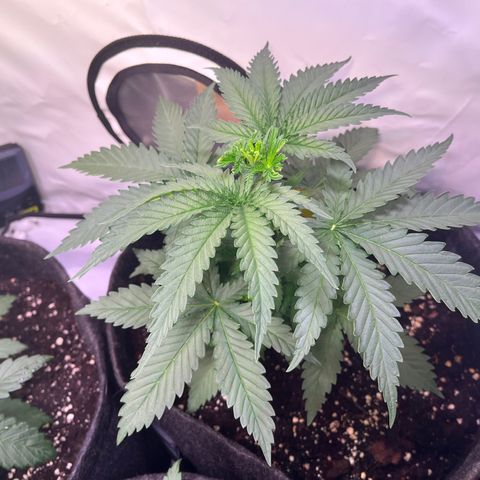 Critical+ growlog photo: 24 day Growthphase / 3 days after FIM