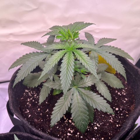 Critical+ growlog photo: 24 day Growthphase / 3 days after FIM
