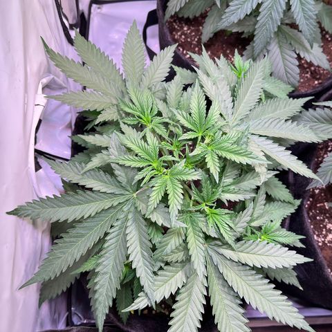 Critical+ growlog photo: 26th day Growthphase / 5 days after FIM