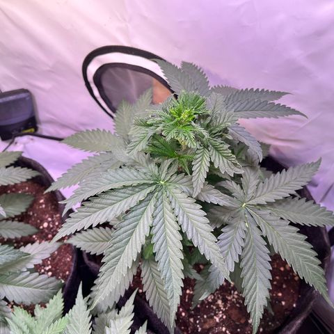 Critical+ growlog photo: 26th day Growthphase / 5 days after FIM