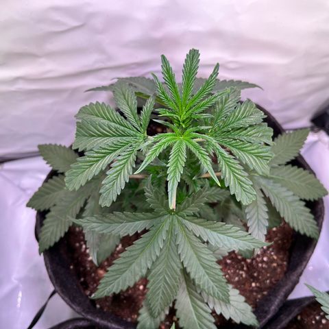 Critical+ growlog photo: 26th day Growthphase / 5 days after FIM