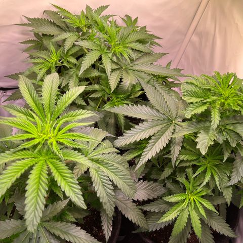 Critical+ growlog photo: 28th day Growthphase / 7 days after FIM