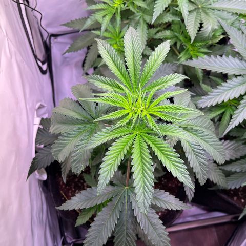 Critical+ growlog photo: 28th day Growthphase / 7 days after FIM