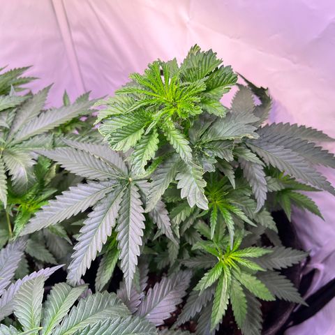 Critical+ growlog photo: 28th day Growthphase / 7 days after FIM
