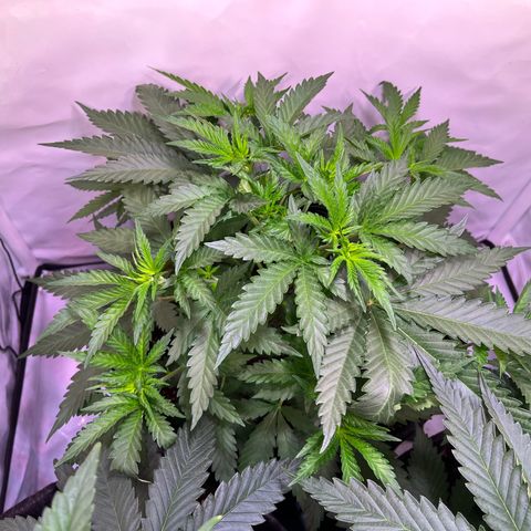 Critical+ growlog photo: 28th day Growthphase / 7 days after FIM