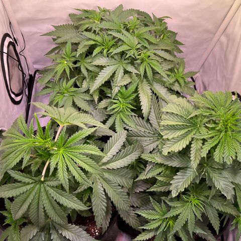 Critical+ growlog photo: 30th day Growthphase / 9 days after FIM