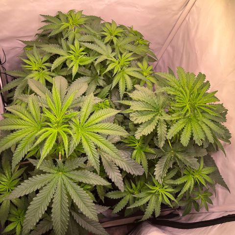 Critical+ growlog photo: 1st day Flowering