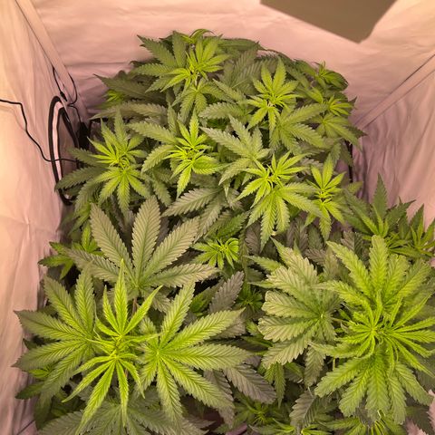 Critical+ growlog photo: 1st day Flowering