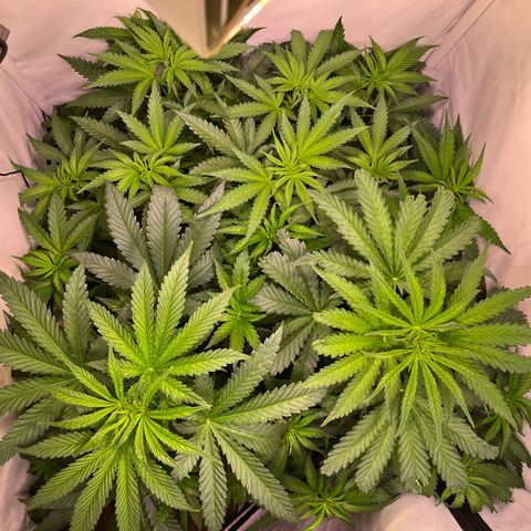Critical+ growlog photo: 4th day Flowering / Before defoliation