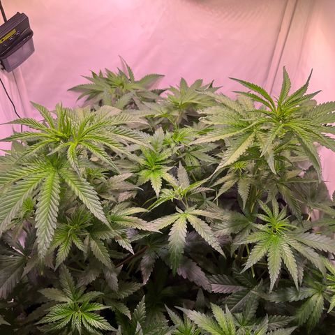 Critical+ growlog photo: 4th day Flowering / After defoliation