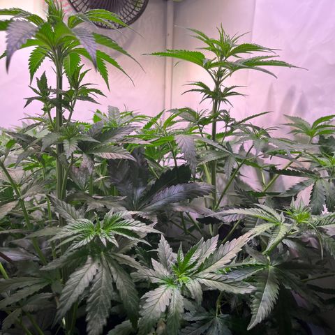 Critical+ growlog photo: 4th day Flowering / After defoliation