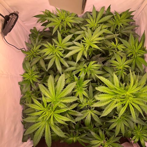 Critical+ growlog photo: 4th day Flowering / After defoliation