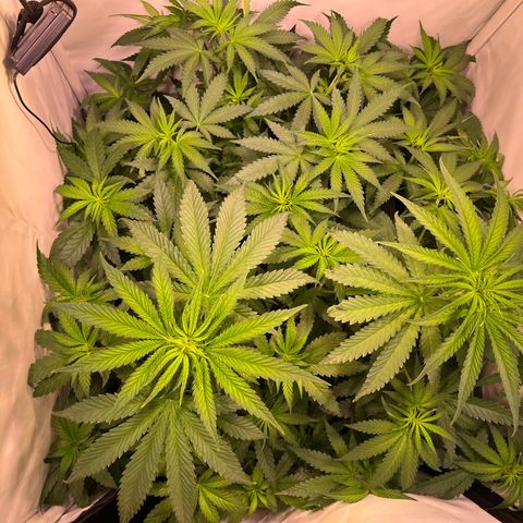 Critical+ growlog photo: 6th day Flowering