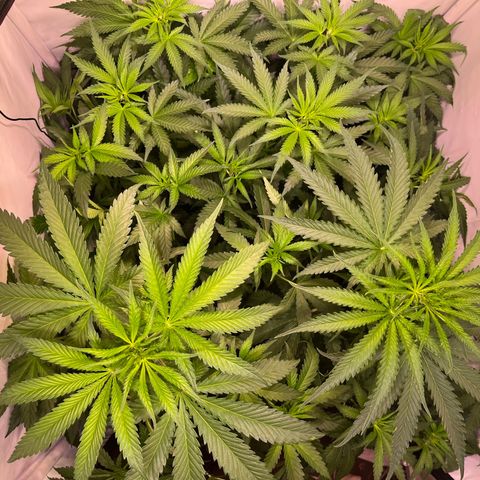 Critical+ growlog photo: 8th day Flowering