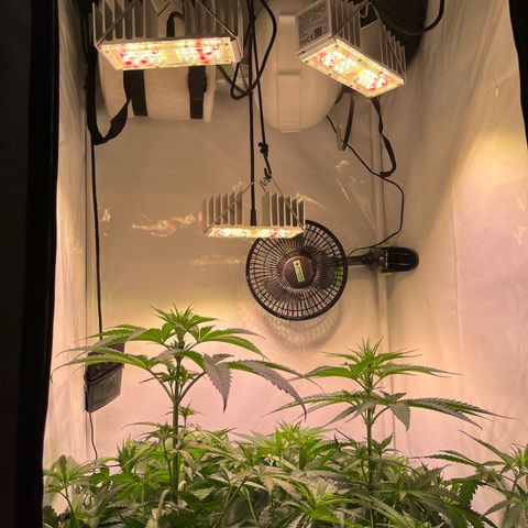 Critical+ growlog photo: 8th day Flowering