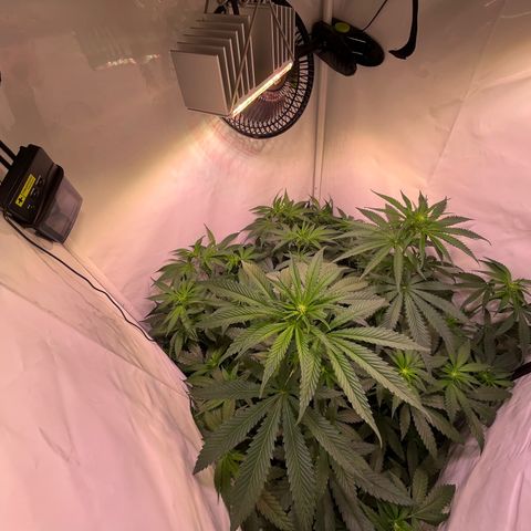 Critical+ growlog photo: 13th day Flowering