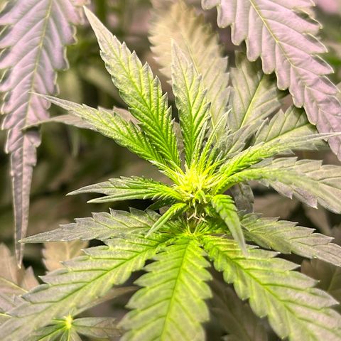 Critical+ growlog photo: 13th day Flowering