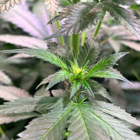 Critical+ growlog photo: 13th day Flowering