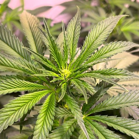 Critical+ growlog photo: 13th day Flowering