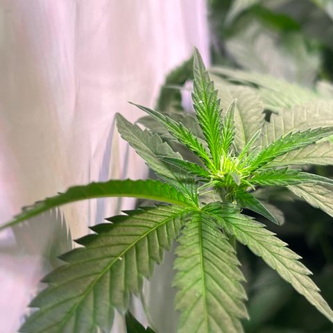 Critical+ growlog photo: 13th day Flowering