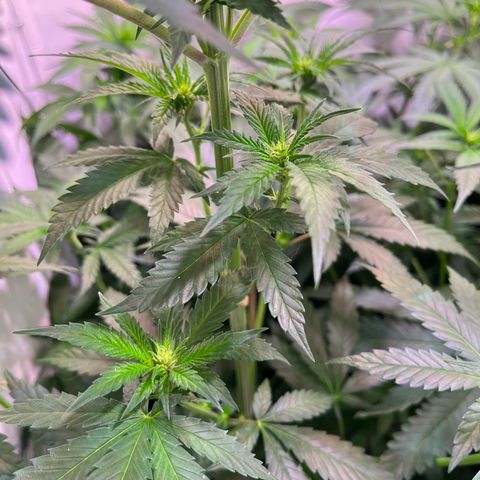 Critical+ growlog photo: 13th day Flowering