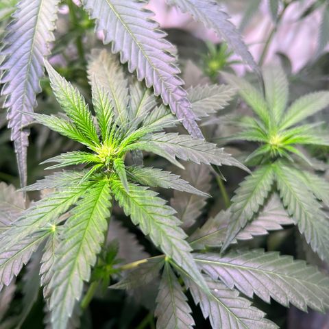Critical+ growlog photo: 13th day Flowering