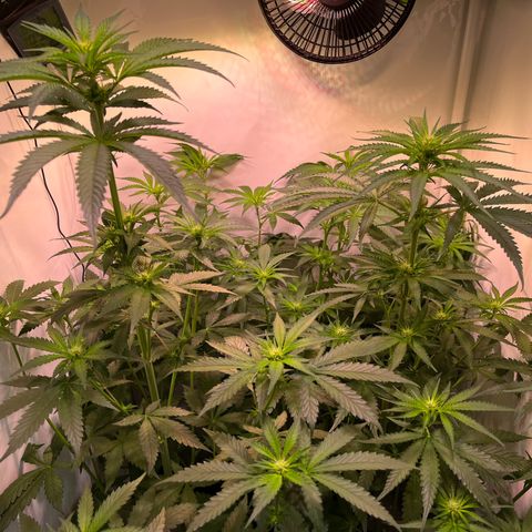 Critical+ growlog photo: 15th day Flowering