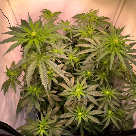 Critical+ growlog photo: 15th day Flowering