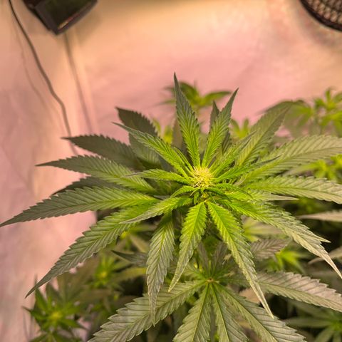 Critical+ growlog photo: 15th day Flowering