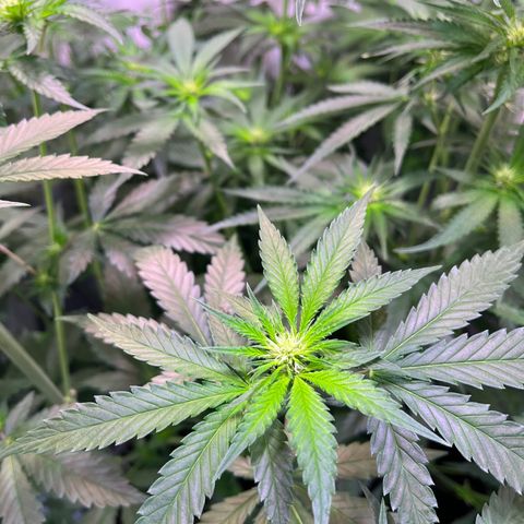 Critical+ growlog photo: 15th day Flowering