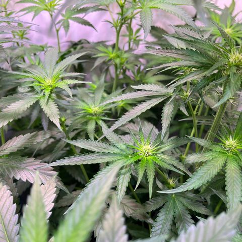 Critical+ growlog photo: 15th day Flowering