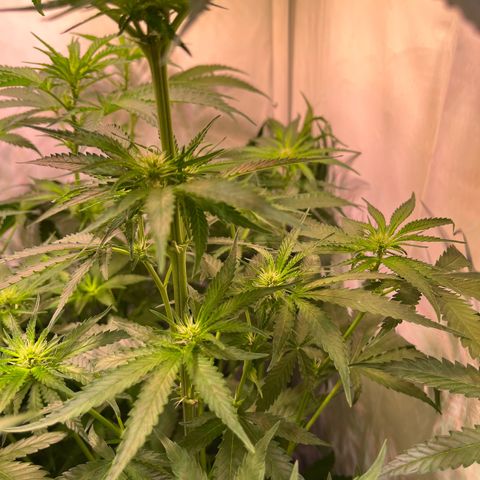 Critical+ growlog photo: 15th day Flowering