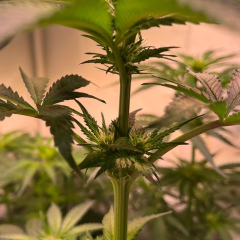 Critical+ growlog photo: 15th day Flowering